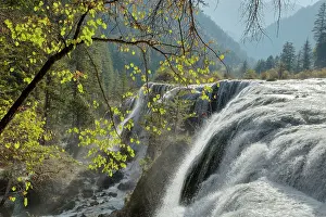 Jiuzhaigou: 80185295 Pearl Shoal Waterfall Jiuzhaigou National