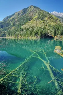 Arrow: 80185297 Bamboo Arrow Lake Jiuzhaigou National Park