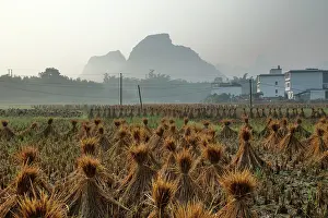 Bales: 80185310 Village Rice fields with Rice Straw Bales
