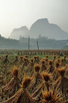 Bales: 80185311 Village Rice fields with Rice Straw Bales