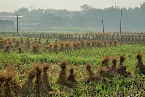 Bales: 80185312 Village Rice fields with Rice Straw Bales