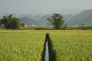 Rice: 80185333 Rice fields with Limestone Karst Formations