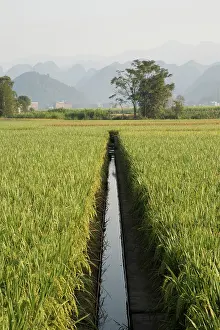 Rice: 80185334 Rice fields with Limestone Karst Formations