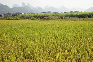 Rice: 80185335 Rice fields with Limestone Karst Formations