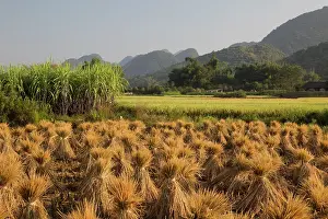 Drying: 80185336 Rice Straw stacked for drying Guilin Region