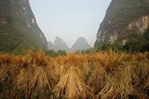 Drying: 80185337 Rice Straw stacked for drying Guilin Region