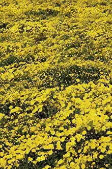 Chrysanthemum: 80185378 Chrysanthemum Fields for Tea and Medicinal