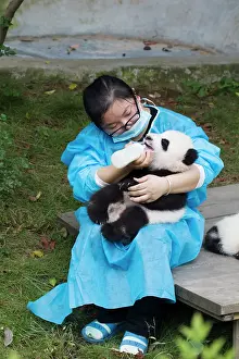 Chengdu: 80185381 Baby Panda being Bottle Fed Chengdu Panda
