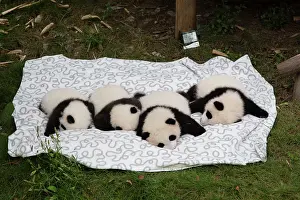 Pandas: 80185382 Baby Pandas Chengdu Panda Breeding Centre