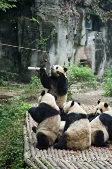 Stick: 80185383 Feeding Pandas with Long Stick Chengdu