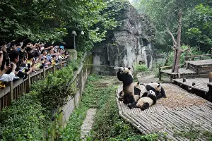Pandas: 80185384 Tourists watching Pandas being fed Chengdu