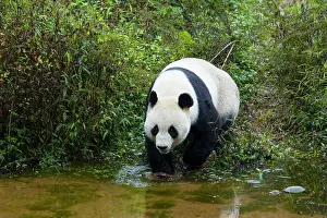 Sichuan: 80185385 Panda Bifengia Panda Base, Sichuan Province