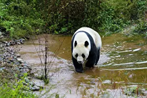 Sichuan: 80185386 Panda Bifengia Panda Base, Sichuan Province