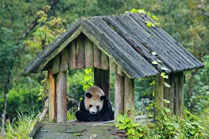 Sichuan: 80185387 Panda Bifengia Panda Base, Sichuan Province