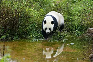Sichuan: 80185388 Panda Bifengia Panda Base, Sichuan Province