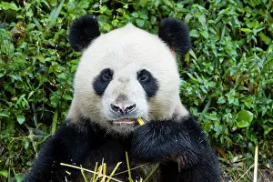 Sichuan: 80185389 Panda Bifengia Panda Base, Sichuan Province