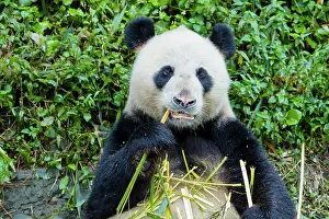 Sichuan: 80185390 Panda Bifengia Panda Base, Sichuan Province