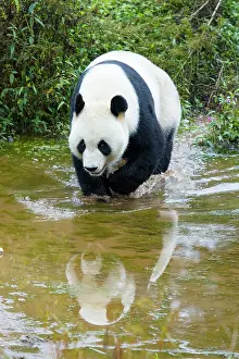 Sichuan: 80185391 Panda Bifengia Panda Base, Sichuan Province