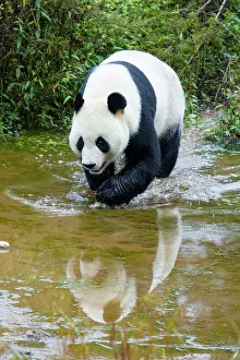 Sichuan: 80185392 Panda Bifengia Panda Base, Sichuan Province