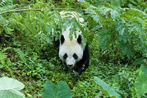 Sichuan: 80185395 Panda Bifengia Panda Base, Sichuan Province