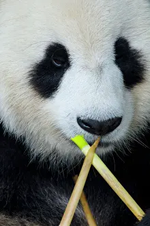 Bamboo: 80185396 Panda eating Bamboo Chengdu Panda Breeding