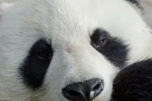 Chengdu: 80185397 Panda close up Chengdu Panda Breeding Centre
