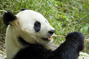 Bamboo: 80185398 Panda eating Bamboo Chengdu Panda Breeding