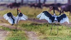 Storks: 80185809 Saddlebill Storks - Mating rituals performed