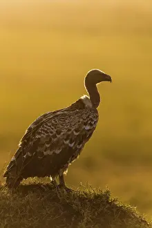 Gyps: 80185815 Ruppell's Vulture - at sunrise Masai Mara
