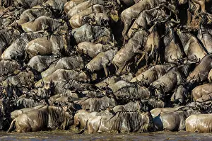 Taurinus: 80185818 Wildebeest - crossing Mara River Masai