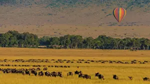 Taurinus: 80185819 Wildebeest migration and hot air balloon