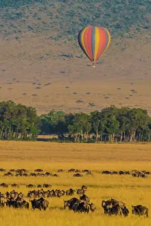 Taurinus: 80185820 Wildebeest migration and hot air balloon