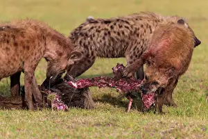 Hyenas: 80185826 Spotted Hyenas - feasting on a Wildebeest
