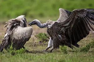 Squabbling: 80185827 White-Headed Vultures - squabbling over