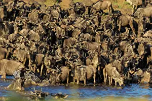 Taurinus: 80185829 Wildebeest - crossing Mara River Masai