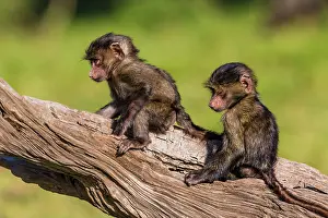 Baboon: 80185831 Olive Baboon - young playing Masai Mara