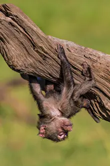 Baboon: 80185832 Olive Baboon - young playing Masai Mara