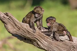 Baboon: 80185833 Olive Baboon - young playing Masai Mara
