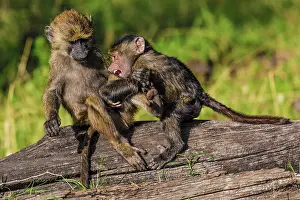 Olive: 80185834 Olive Baboon - young playing Masai Mara