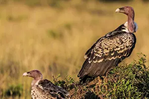 Ruppels: 80185839 Ruppell's Vulture Masai Mara National Reserve