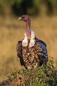 Ruppels: 80185840 Ruppell's Vulture Masai Mara National Reserve