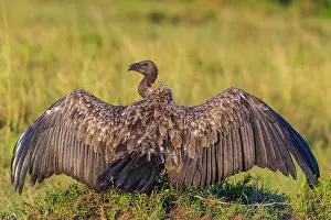 Gyps: 80185841 Ruppell's Vulture Masai Mara National Reserve
