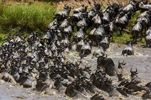 Taurinus: 80185845 Wildebeest - crossing Mara River Masai