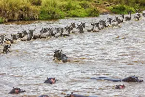 Hippopotamus: 80185846 Wildebeest - crossing Mara River Masai