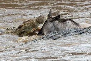 Nile: 80185847 Wildebeest - crossing Mara River attacked