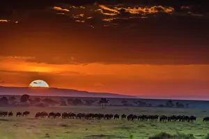 Wildebeest: 80185848 Wildebeest - migration at sunrise Masai