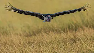Manoj Shah: 80185849 Marabou Stork in flight Masai Mara National