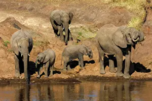 Manoj Shah: 80185850 African Elephant - drinking from river