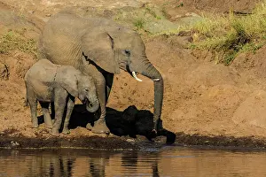 Manoj Shah: 80185851 African Elephant - drinking from river
