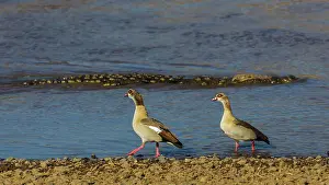 Nile: 80185852 Egyptian Geese - walking past a Nile Crocodile